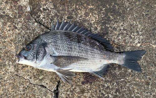 チヌの釣果