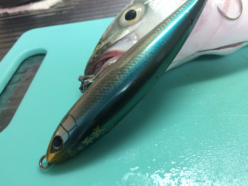 ツバスの釣果