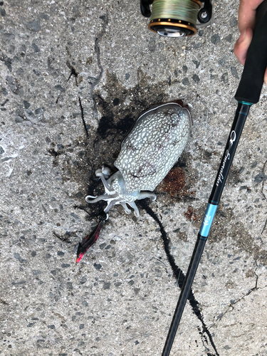 シリヤケイカの釣果