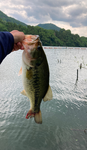 ラージマウスバスの釣果