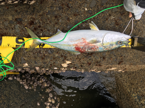 ヤズの釣果