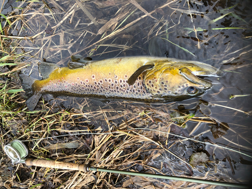 ブラウントラウトの釣果