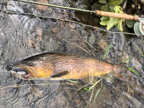 ブラウントラウトの釣果