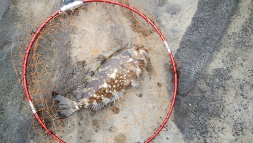 アイゴの釣果