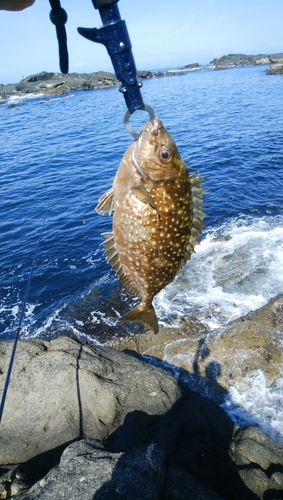 アイゴの釣果