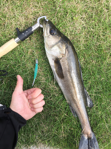 フッコ（マルスズキ）の釣果