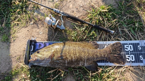 スモールマウスバスの釣果