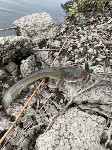 ナマズの釣果