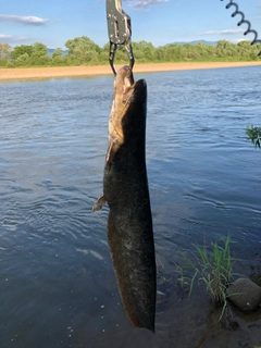 ナマズの釣果