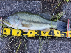 ラージマウスバスの釣果