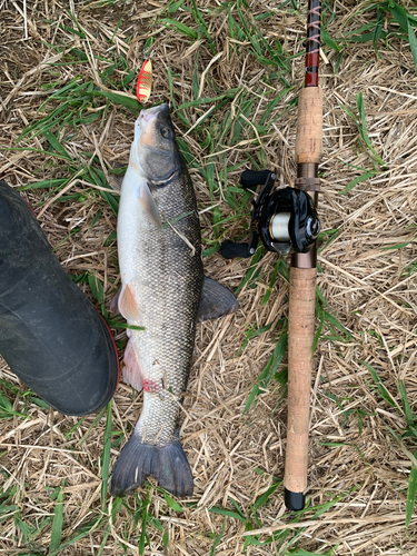 ウグイの釣果