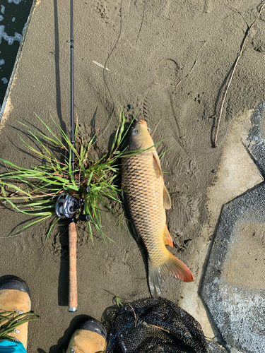 コイの釣果