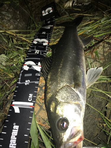 シーバスの釣果