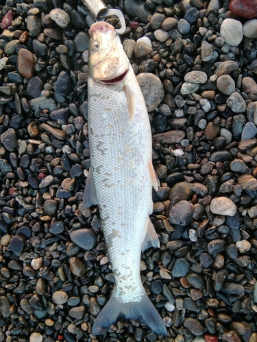 ウグイの釣果