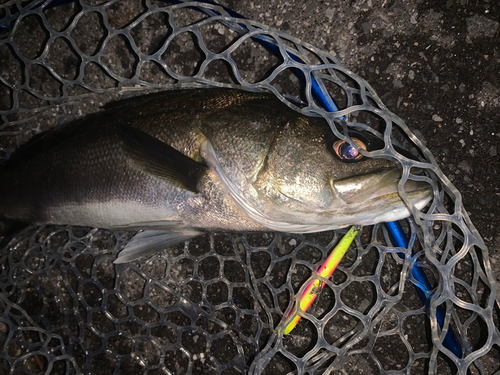 フッコ（マルスズキ）の釣果