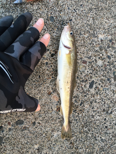 コマイの釣果