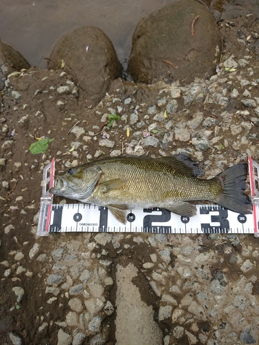 スモールマウスバスの釣果