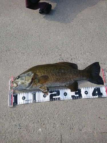 スモールマウスバスの釣果