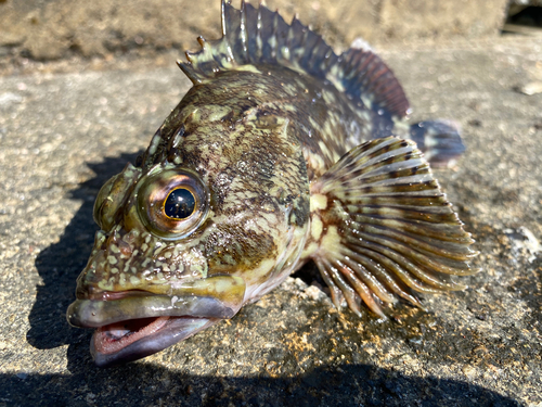 カサゴの釣果