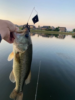 ラージマウスバスの釣果