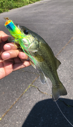 ブラックバスの釣果