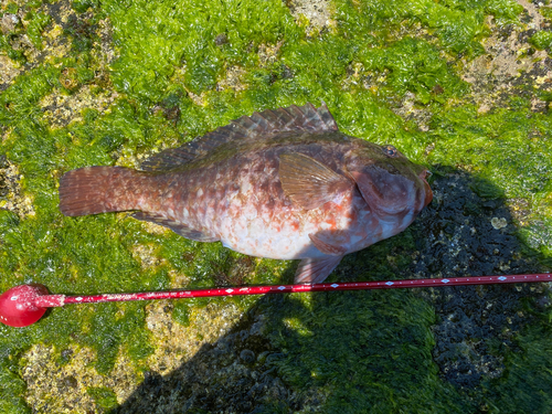 ブダイの釣果