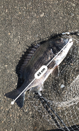 クロダイの釣果