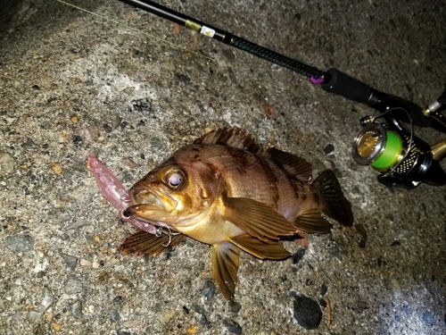 メバルの釣果