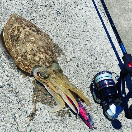 コウイカの釣果