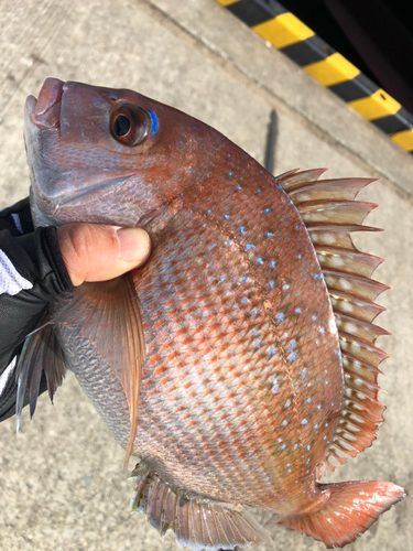 マダイの釣果