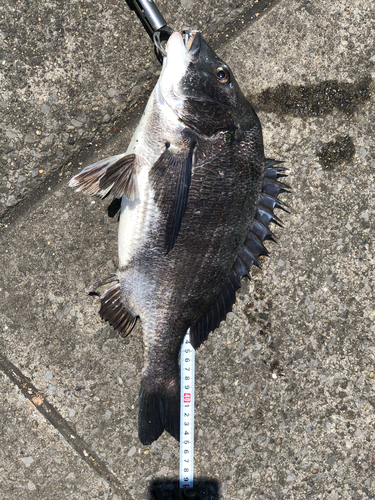 クロダイの釣果