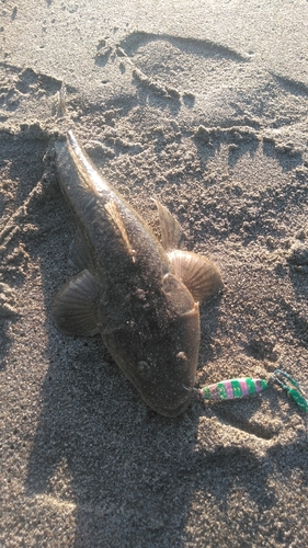 マゴチの釣果