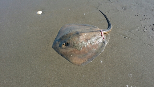 アカエイの釣果