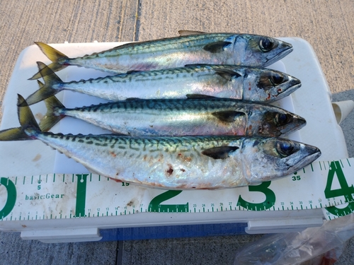 サバの釣果