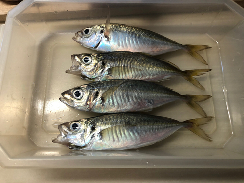 アジの釣果