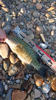 スモールマウスバスの釣果