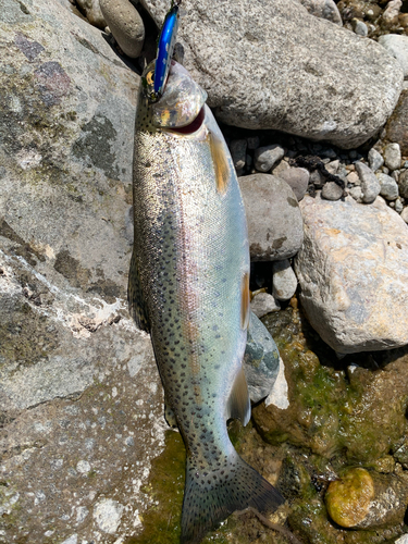 ニジマスの釣果