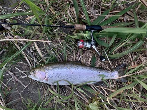 ニジマスの釣果