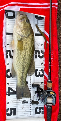 ブラックバスの釣果