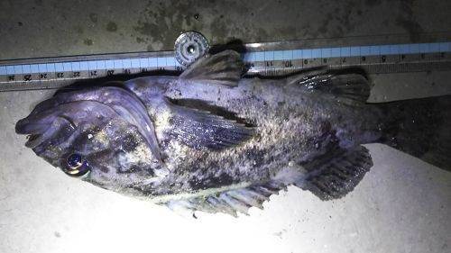 クロソイの釣果