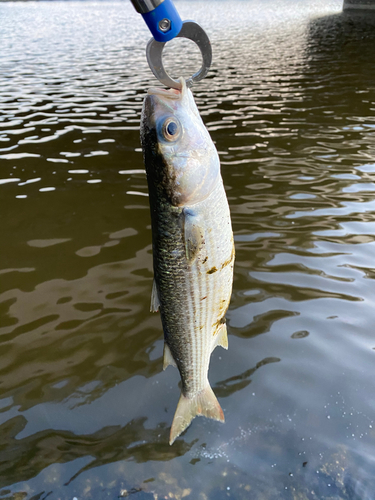 ボラの釣果