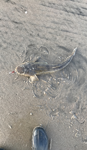 マゴチの釣果