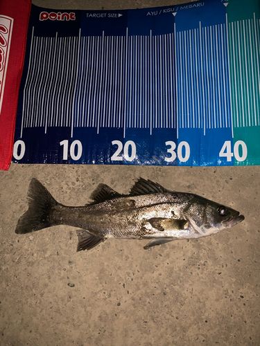 セイゴ（マルスズキ）の釣果