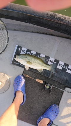 ブラックバスの釣果