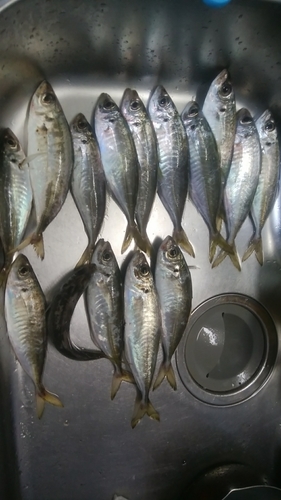 アジの釣果