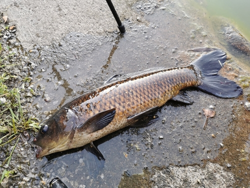 コイの釣果