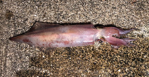 マイカの釣果