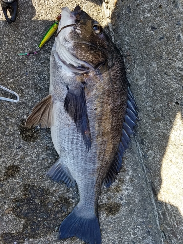 クロダイの釣果