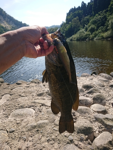 スモールマウスバスの釣果