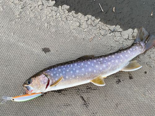 イワナの釣果